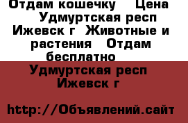 Отдам кошечку  › Цена ­ 5 - Удмуртская респ., Ижевск г. Животные и растения » Отдам бесплатно   . Удмуртская респ.,Ижевск г.